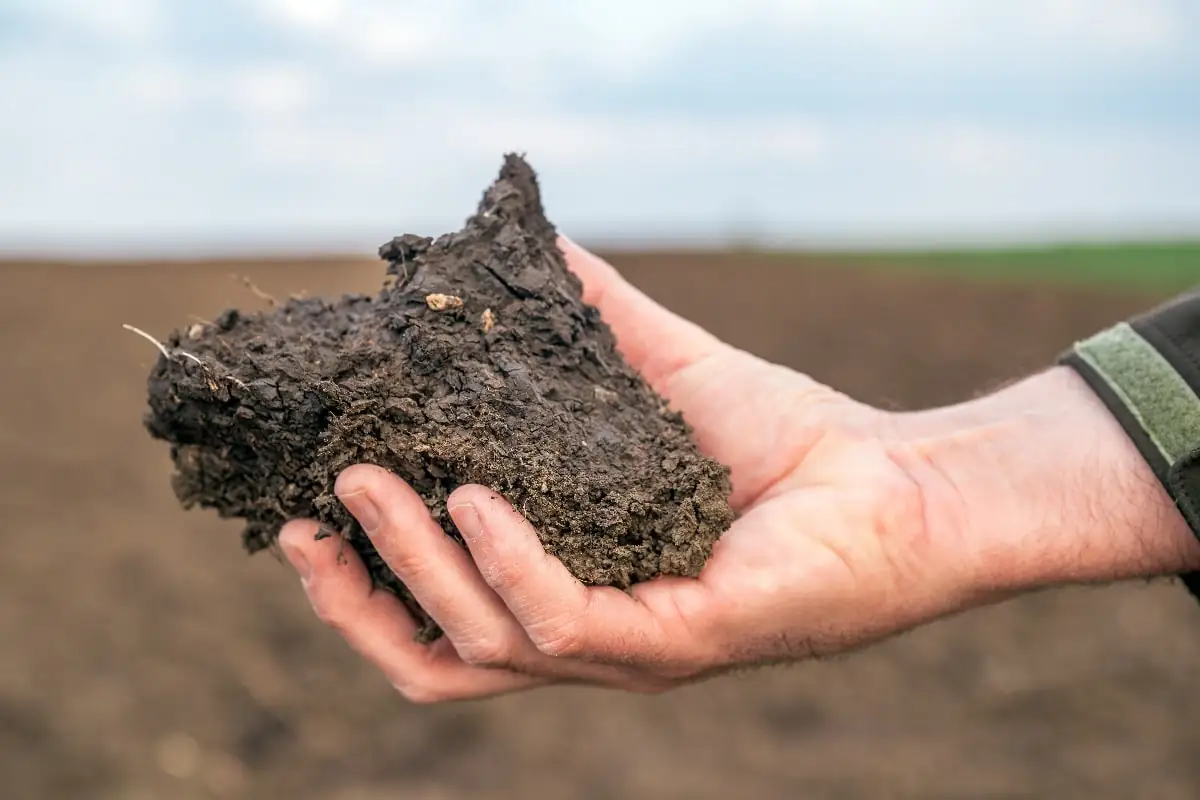 male hand holds clod of earth soil in front of dirt field